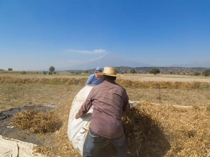 Campesinos acomodando bultos de cosecha en la parcela, con volcán al fondo
