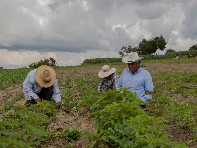 Tres campesinos trabajando juntos entre surcos de amaranto