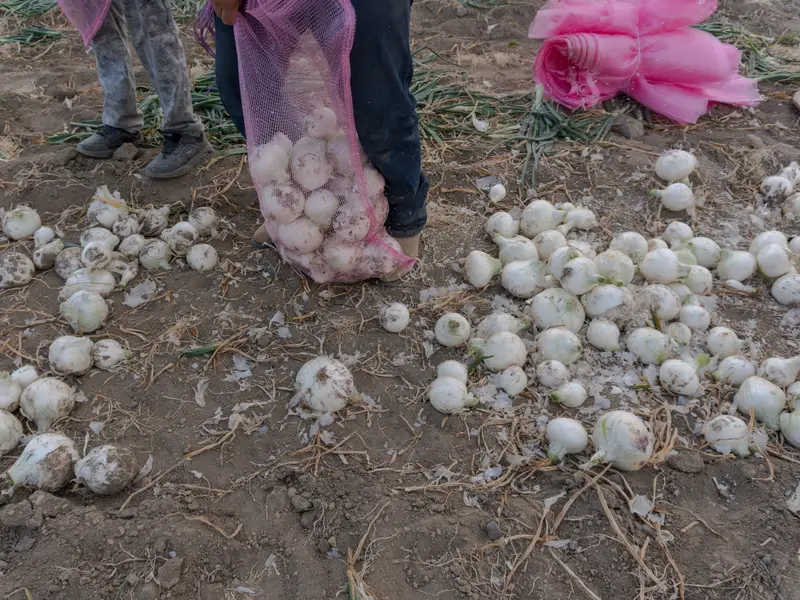 Cebollas blancas recién cosechadas llenando costales en el campo