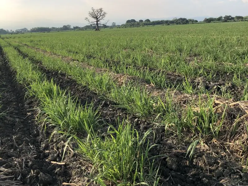 Surcos de cultivo joven creciendo en la parcela