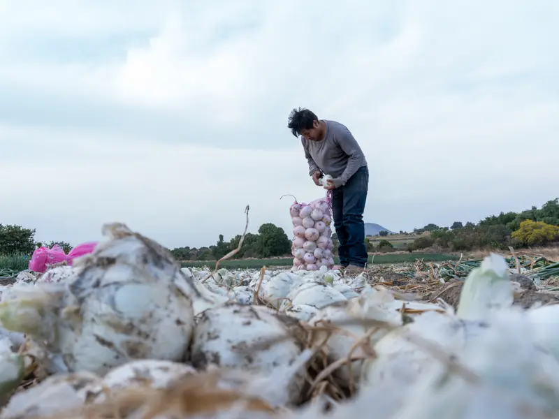 Trabajador seleccionando y empacando cebollas blancas recién cosechadas en la parcela