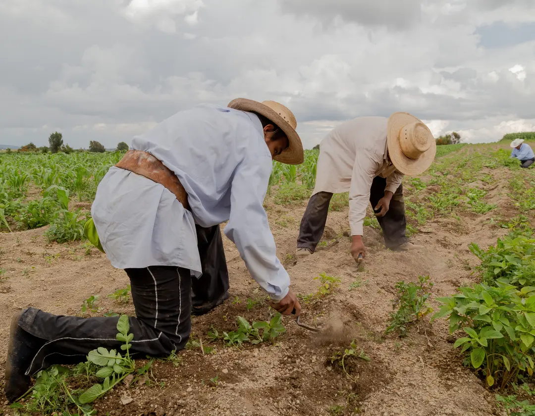 Familias campesinas sembrando a mano entre surcos en una parcela del altiplano mexicano