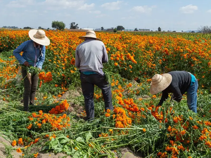 Jornaleros cosechando flor de cempasúchil en un campo naranja