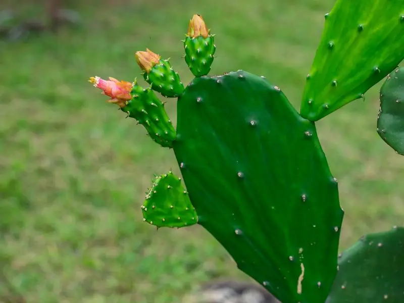 Penca de nopal con brotes y una flor abriéndose