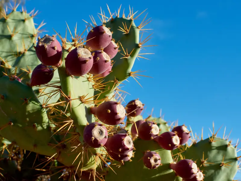 Nopal cargado de tunas maduras contra el cielo azul, fruto listo para el mercado
