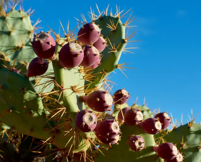 Nopal cargado de tunas contra un cielo azul despejado