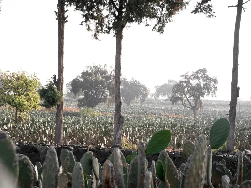 Nopalera entre la neblina de la mañana en el altiplano