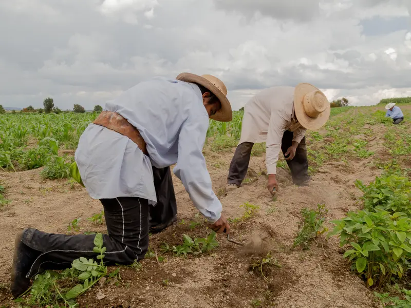 Familias campesinas sembrando a mano en los surcos de la parcela