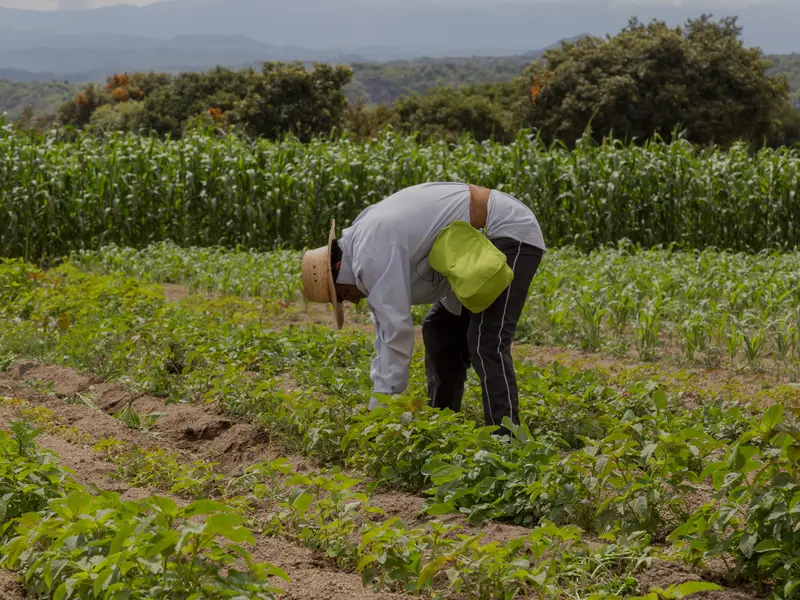 Campesino con sombrero de palma sembrando a mano entre surcos de una milpa verde