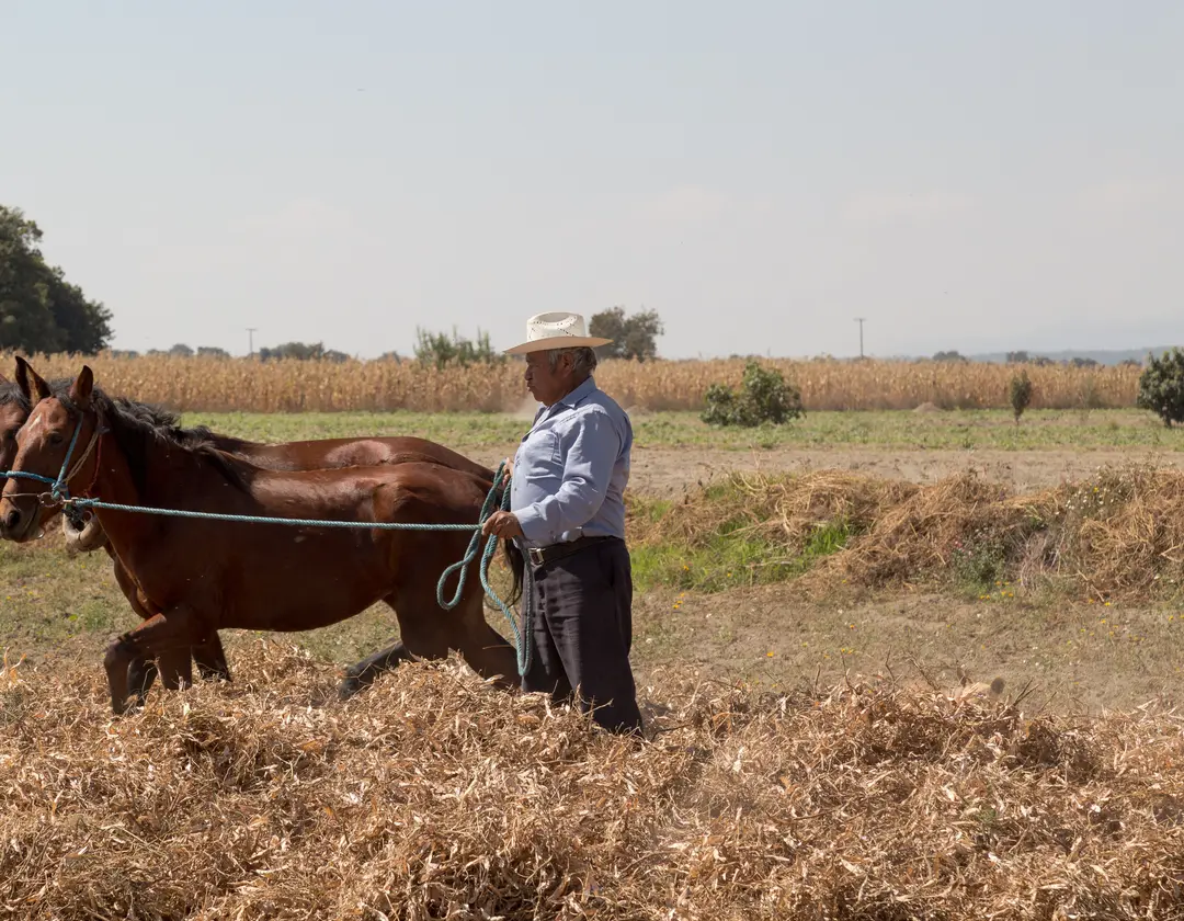 Campesino trillando la cosecha con dos caballos al modo tradicional
