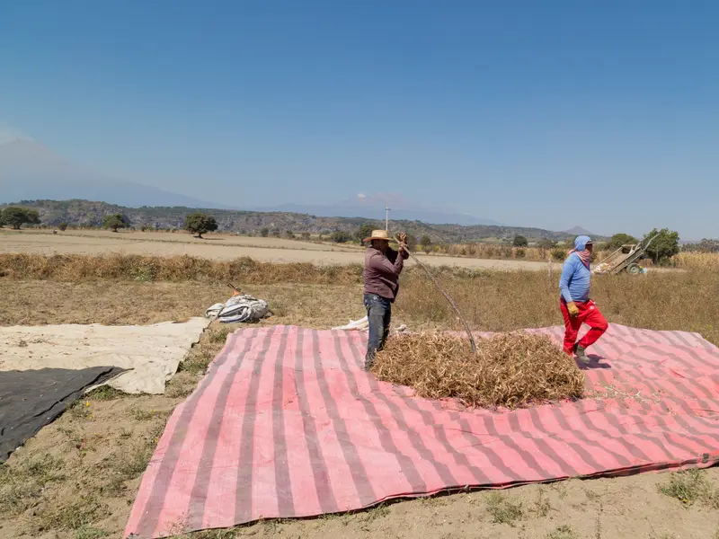 Campesinos trillando la cosecha sobre lonas en la parcela, con volcanes al fondo